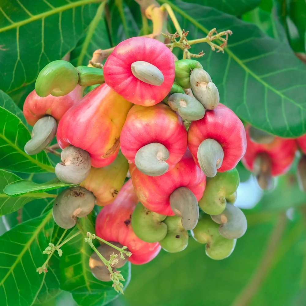 Cashew nuts High quality Cheap price Raw Cashew nuts W320