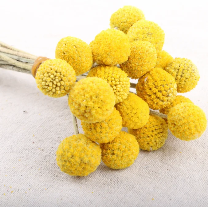 Лидер продаж сушеный цветок сохраненные пуговицы Билли букет цветов красного дерева для украшения