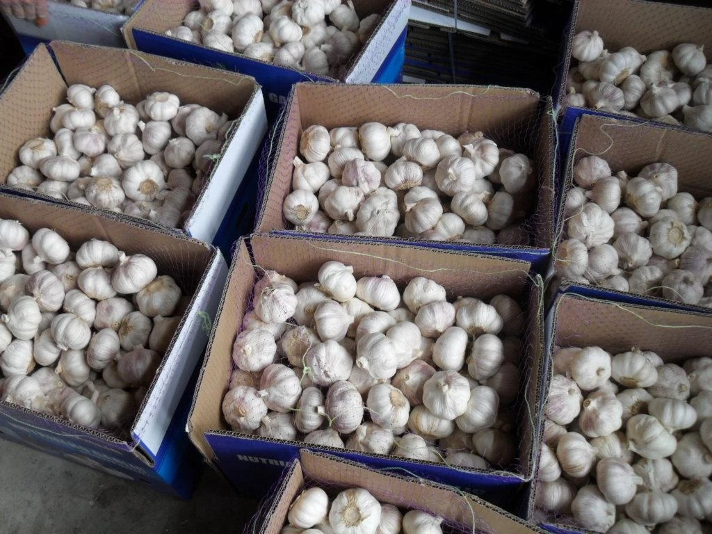 2022 new season Chinese fresh garlic ajo chino in cold storage of a garlic export pure white normal white garlic market price