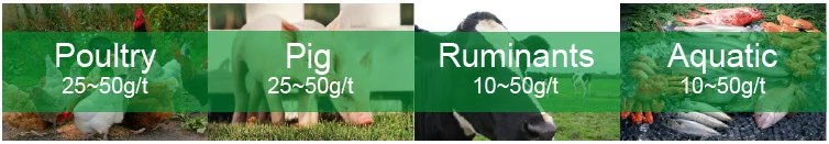 Bacillus Licheniformis