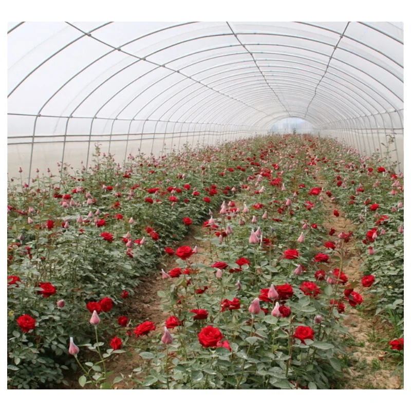 Single Span Tunnel Type Film Blackout Light Deprivation Greenhouse for Mushroom and Medical Plants with LED Grow Lights