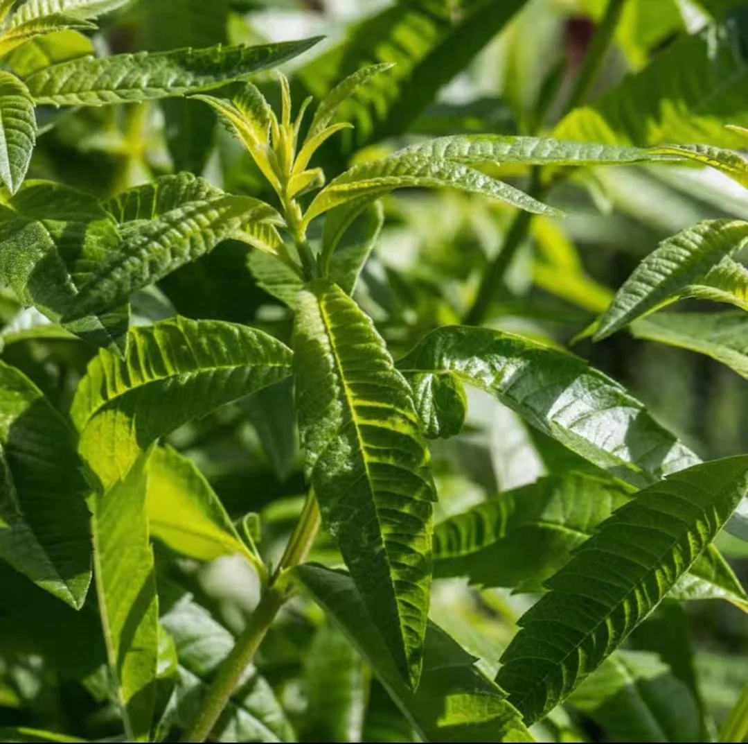 Natural Lemon Verbena Leaf Wholesale Lemon Verbena Tea Dry Ma Bian Cao wholesale dried pure leaf lemon verbena lea