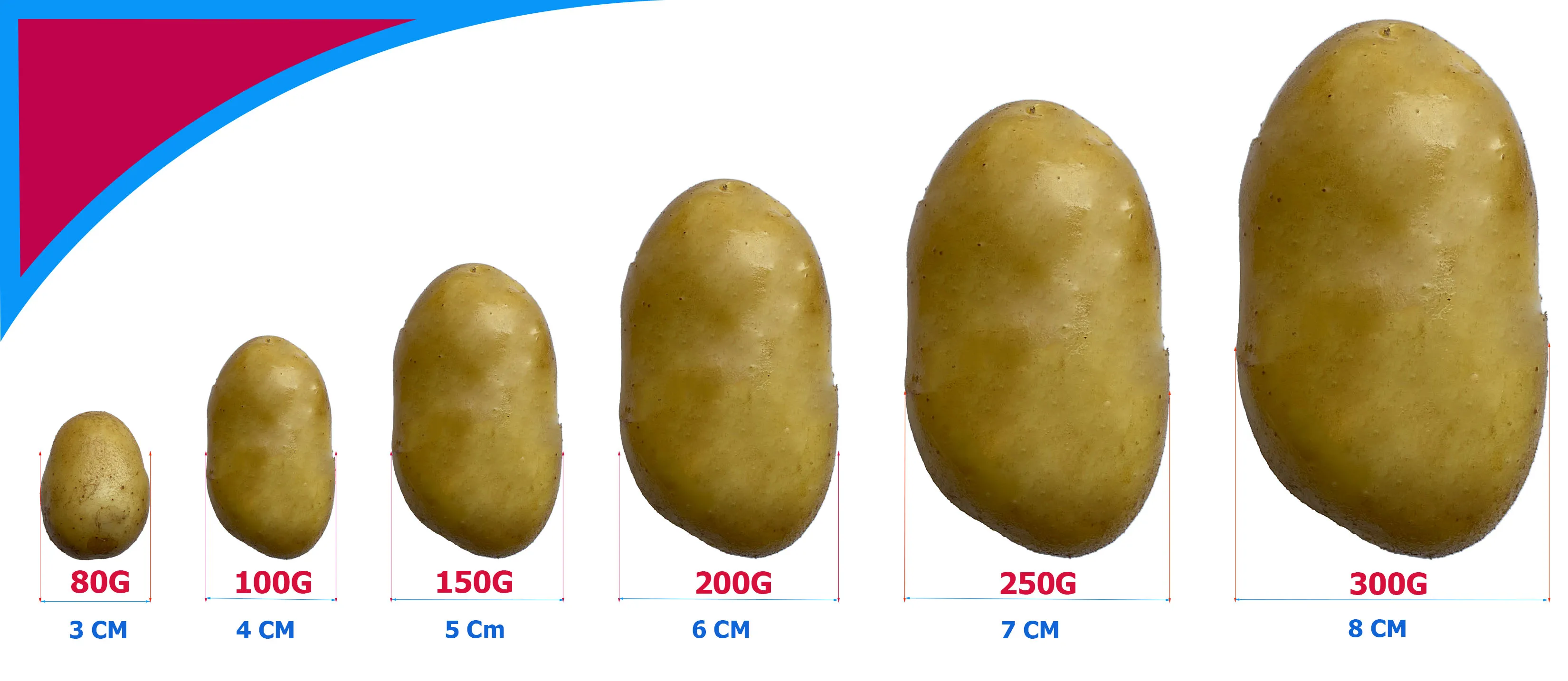 Fresh potatoes  wholesale,new harvest premium selection Holland potato exporter
