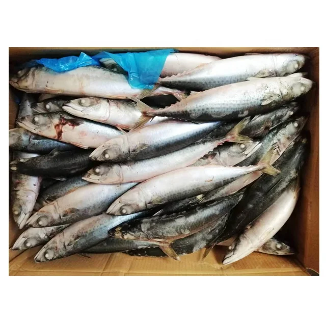 Морской свежемороженая Тихоокеанская ставрида целая замороженных