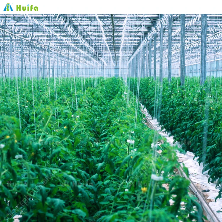 Commercial Single Multi Span Large Plastic Film Tunnel Greenhouse For Flower Vegetable Hydroponic Supplier