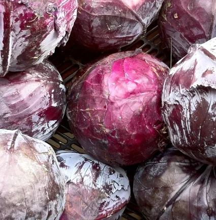 HIGH QUALITY Fresh Purple Cabbage - TURKEY (Antalya) 2022