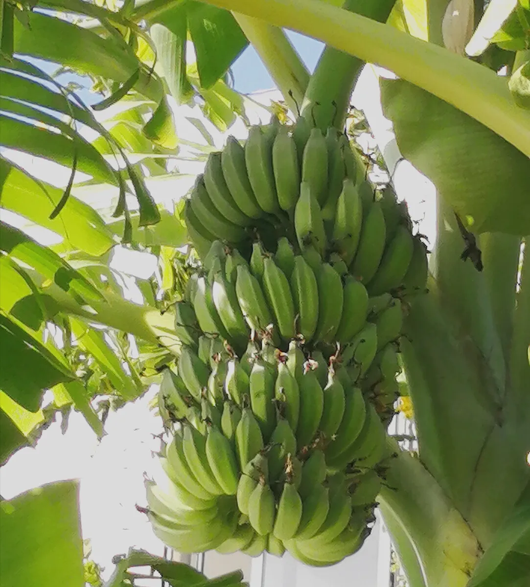 Farming Products Export Premium Natural Fresh Fruit Banana For Sale