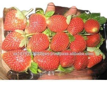 
Fresh Strawberry,,seedless strawberries 