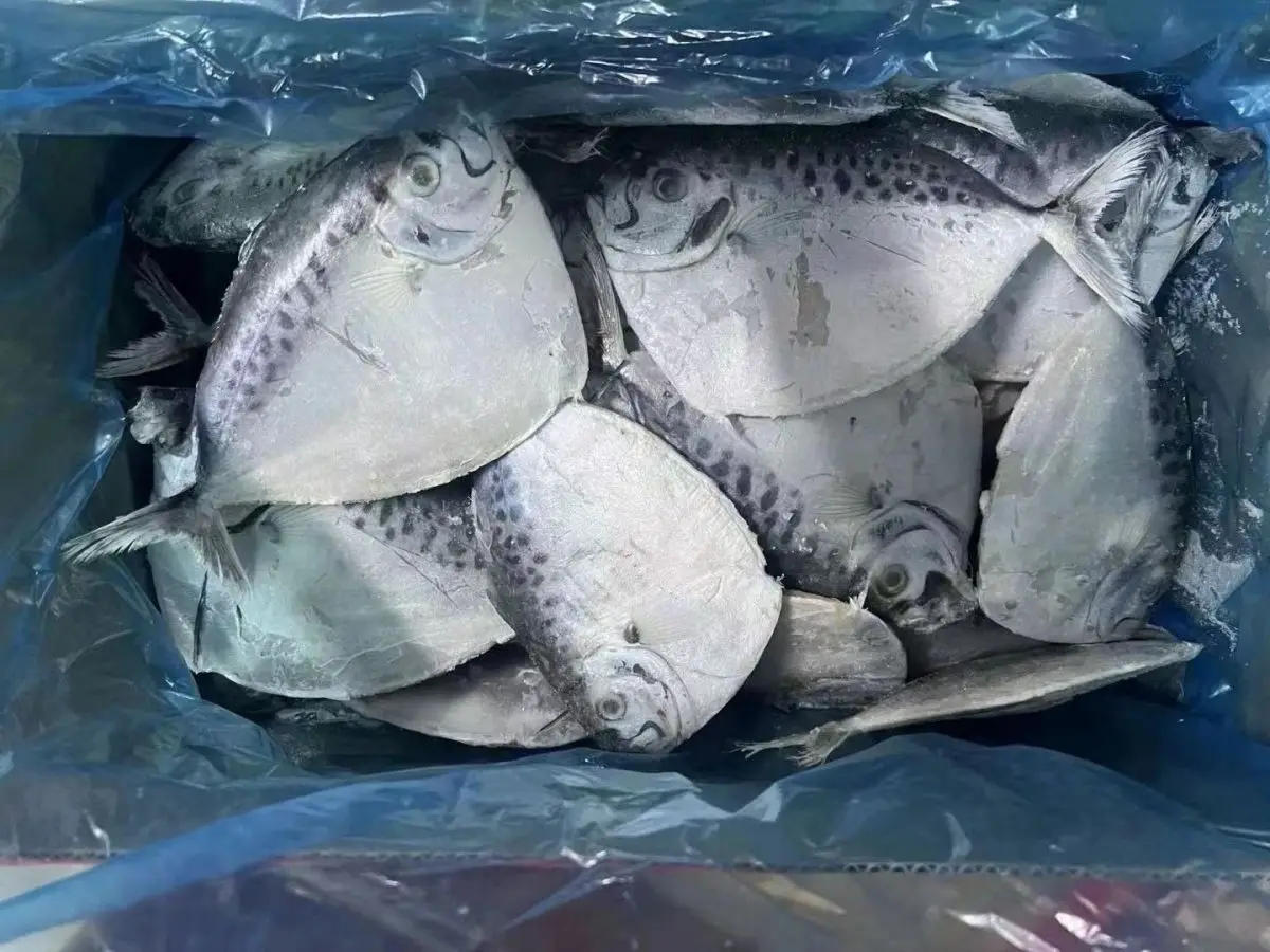 Highly Demand Seafood Frozen Moon Fish for Indonesia Market