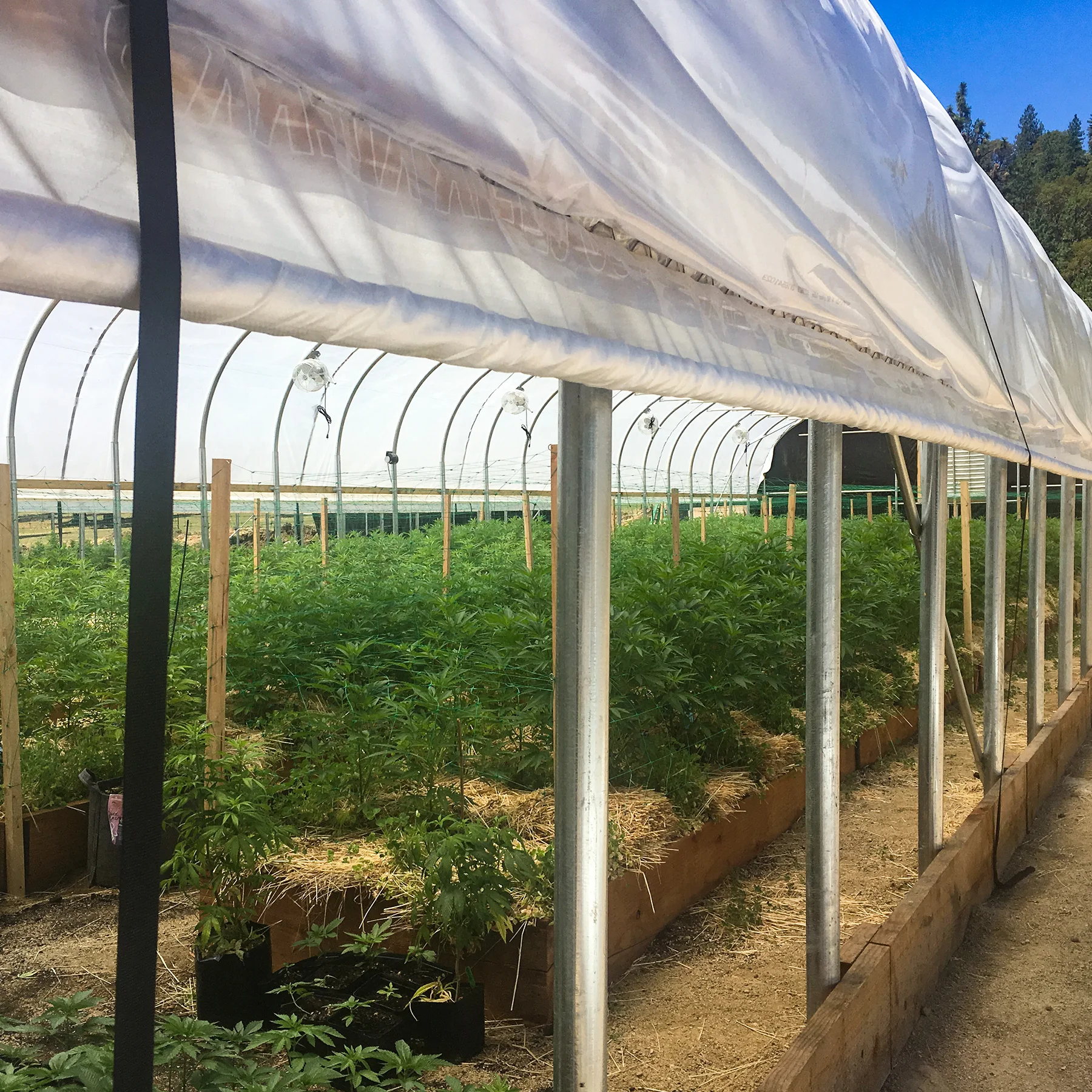 Single Span PE Film Galvanized Steel Frame Greenhouse Agriculture Plastic Greenhouse Tunnel Type