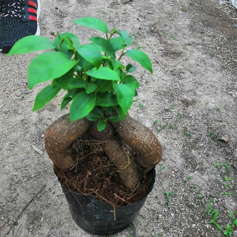 
Outdoor taiwan grafted ficus mini bonsai 400g 