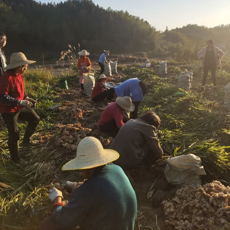 Высокое качество, фирменная торговая марка, зрелые органические сельское хозяйство, свежий молодой имбирь
