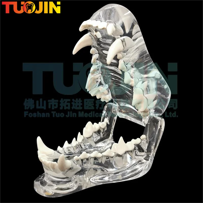 Анатомическая модель зубных зубов