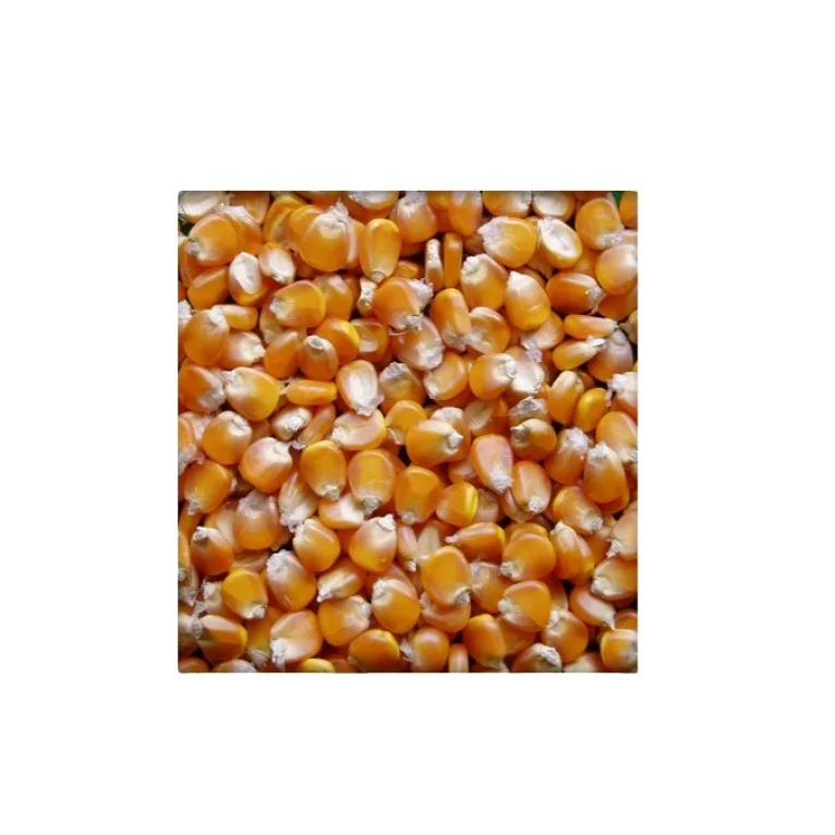 corn white and yellow corn reasonable corn price for sale 24 months glutinous from usa 25 kg dried 3 cm ad common  cultivation