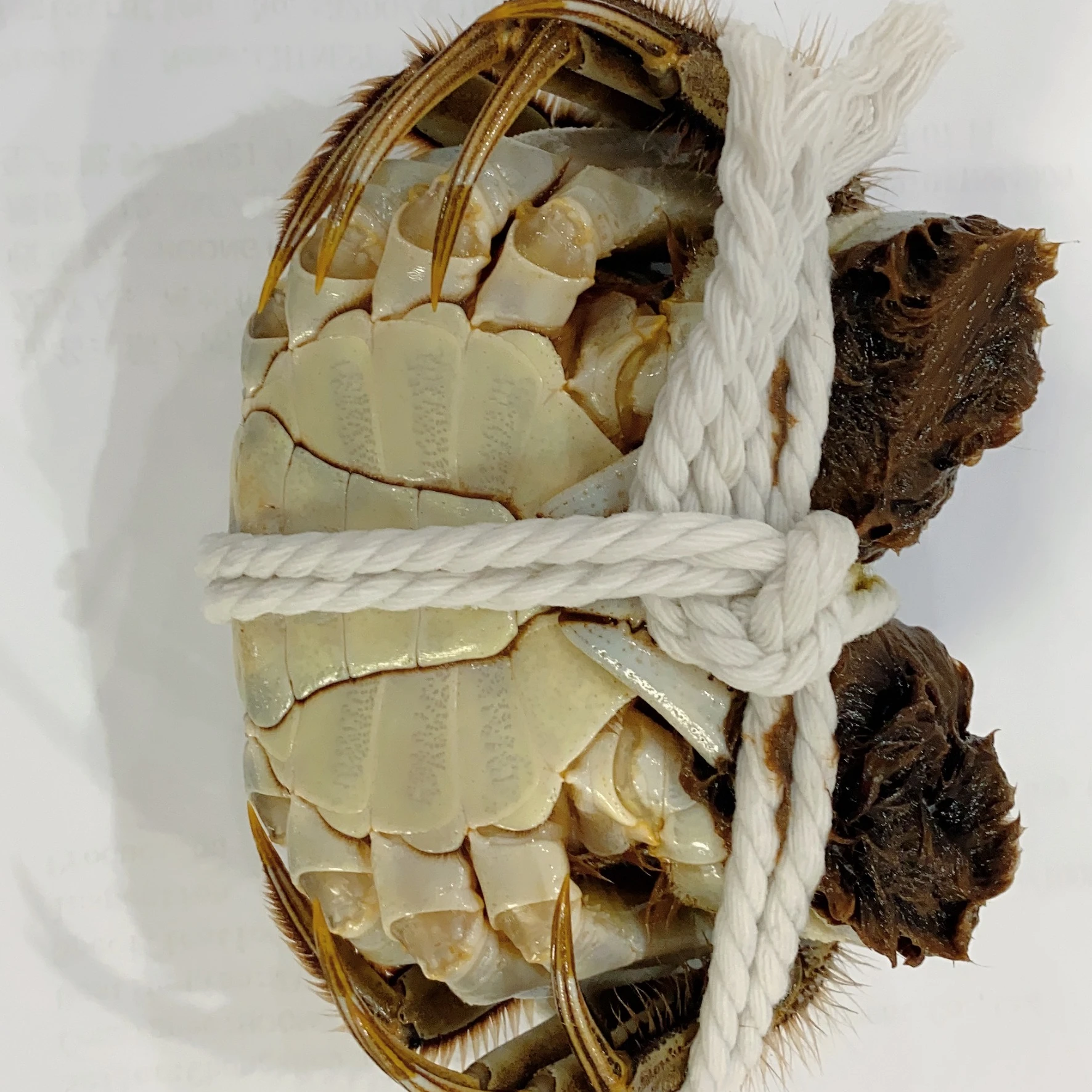 Legs King Style Crab Packaging Weight Shelf Muscle Origin Cutting Type Life Variety ISO Fresh Place Model HACCP Months HALAL