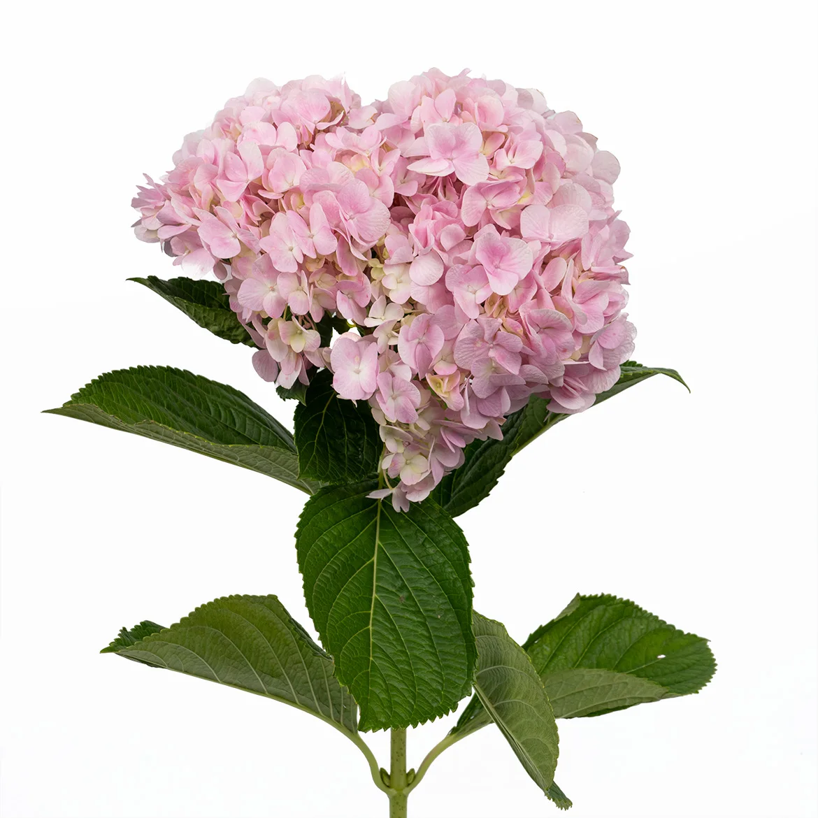 Wholesale Beautiful Fresh Cut Hydrangea Flowers for Weddings Home Office Decoration
