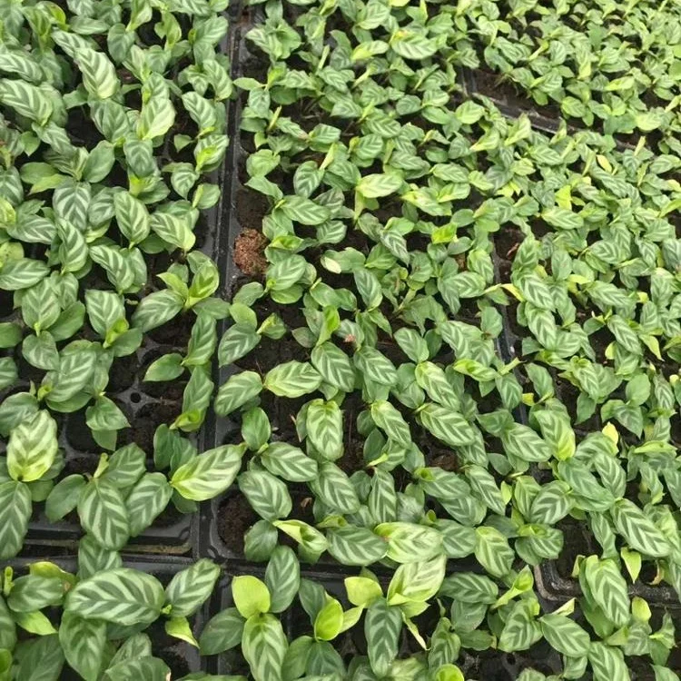 Decorative plant for indoo&outdoor tissue culture seedlings  Green leaf arrowroot Plant seedlings