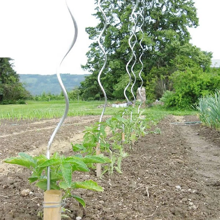 High Quality Garden Plant Trellis Tomato Spiral Support Plant Growing Sprial Stakes Metal Wire Tomato Stake