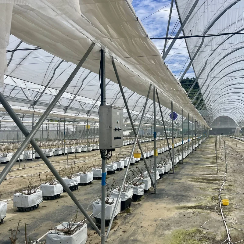 Blueberry plastic film tunnel foil greenhouse