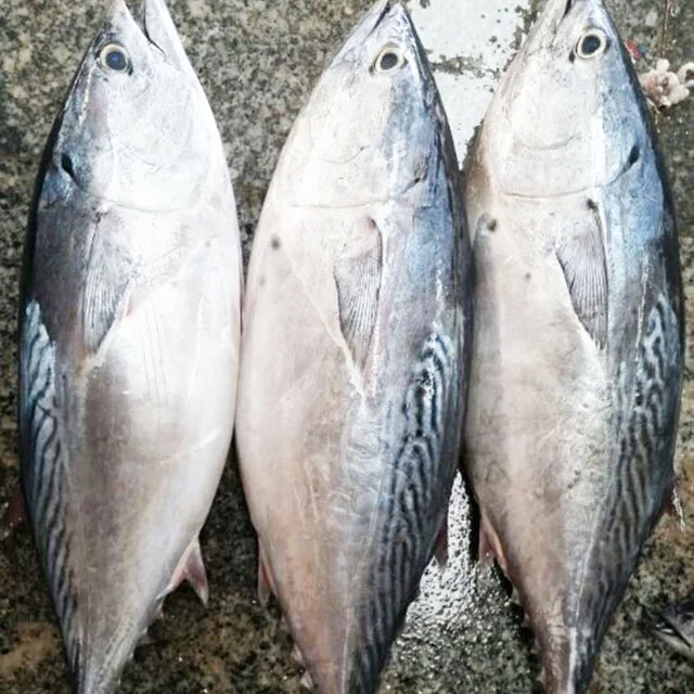 
Bonito fish flakes bonito powder bonito fish with prices 