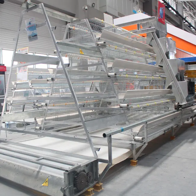 Hot Sale Chicken Feeding House Automatic Chicken Cage With  Manure Removal Machine