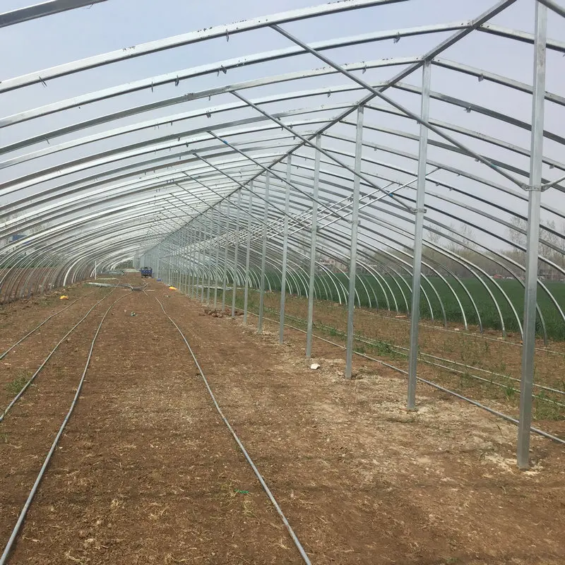farming agriculture tunnel greenhouse  plastic film UV protection  grow lettuce