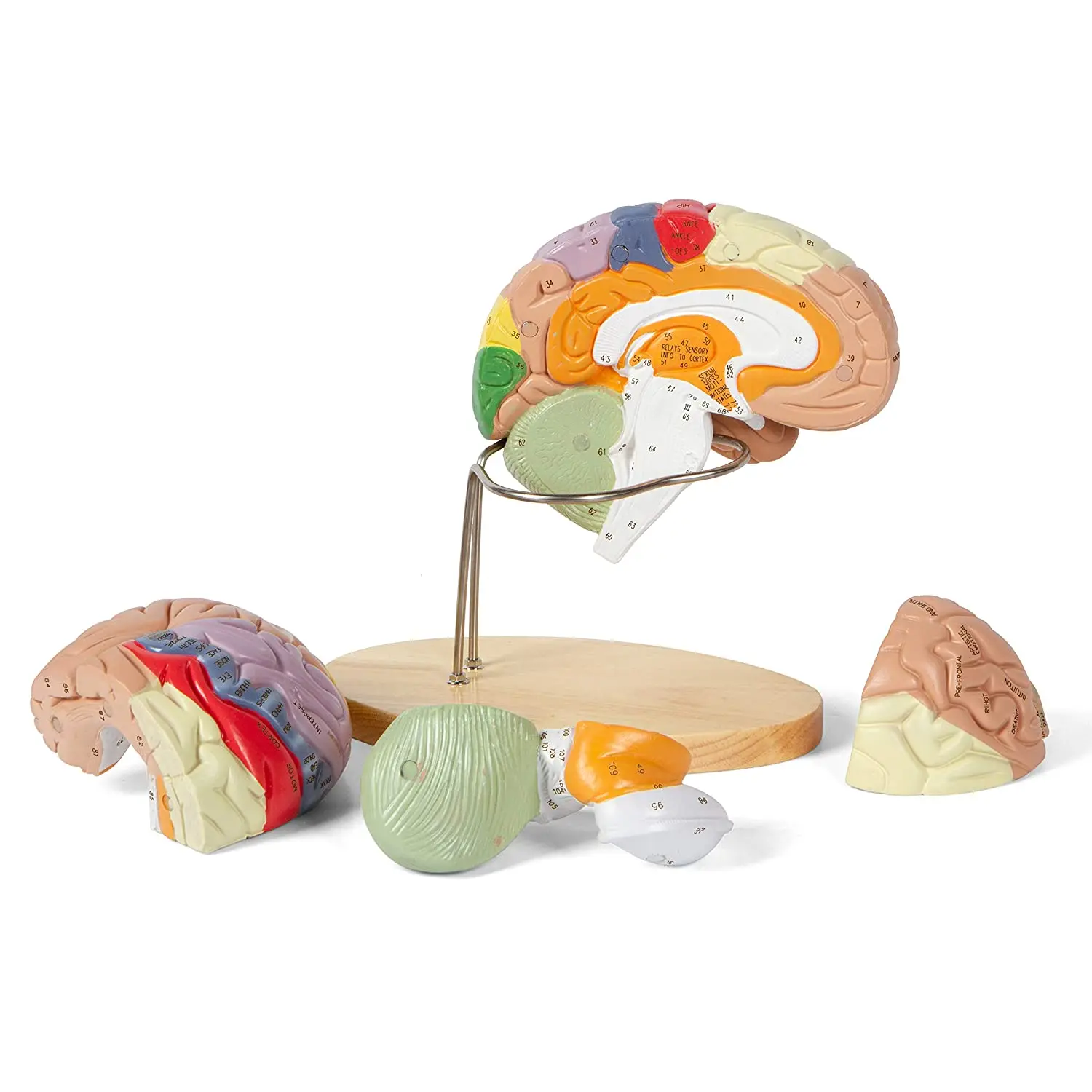 Brain Model for Science Research Medical Learning or Model Display