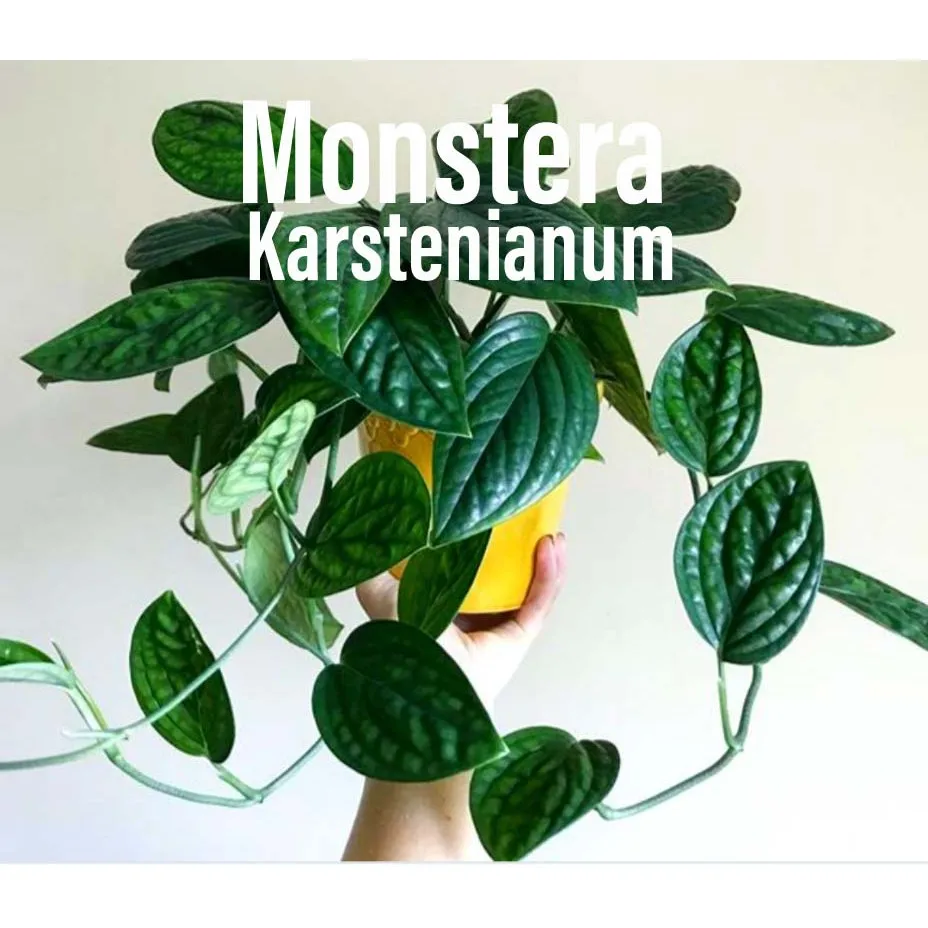 Высшая редкая монстера Перу также известная как Monstera karstenianum sp бонсай живое растение для любителей