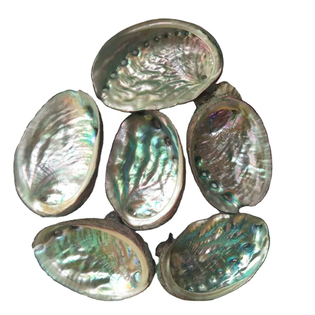 Hot Sale Wholesale Price Natural Polished Rainbow Color Abalone Shell Flashy Light small Size Abalone Shells Crafts