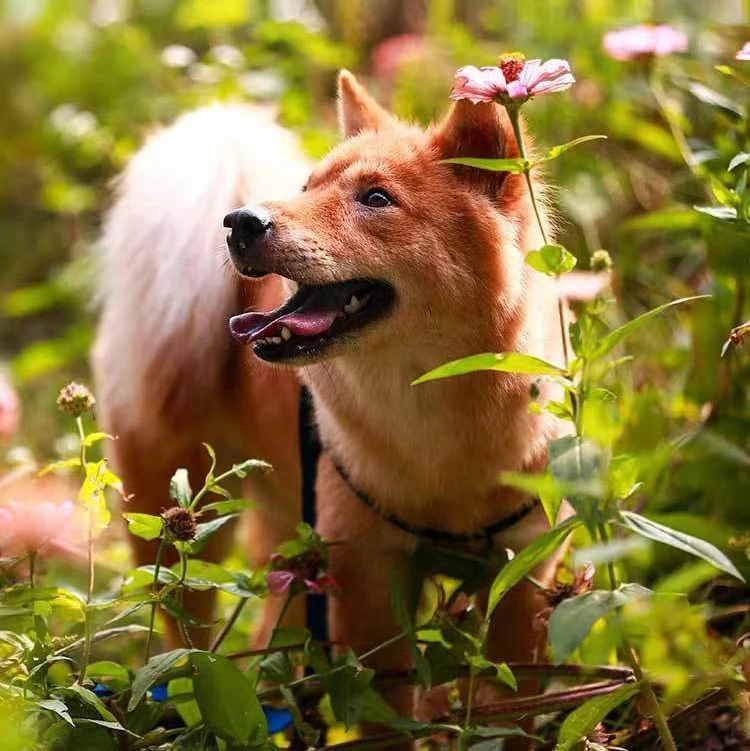 Высококачественный герметичный жевательный стейк Venison 100% товары для кошек сухие натуральные снэки собак еда домашних животных от