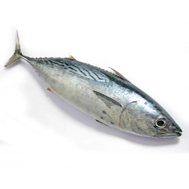 Wholesale Frozen Seafood Fish Bonito Good Quality from China
