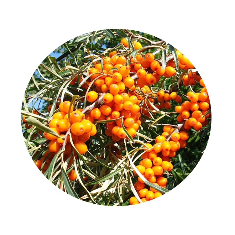 Factory Supplier 100% Natural Sea Buckthorn Berries Extract Juice Powder Organic Fruit Seed Berries Seabuckthorn Berry Fruit
