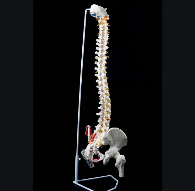 Medical Supplies Plastic Skeleton Human Spine Anatomical Model Hospital Display Model Medical Science Educational Models YL-126C