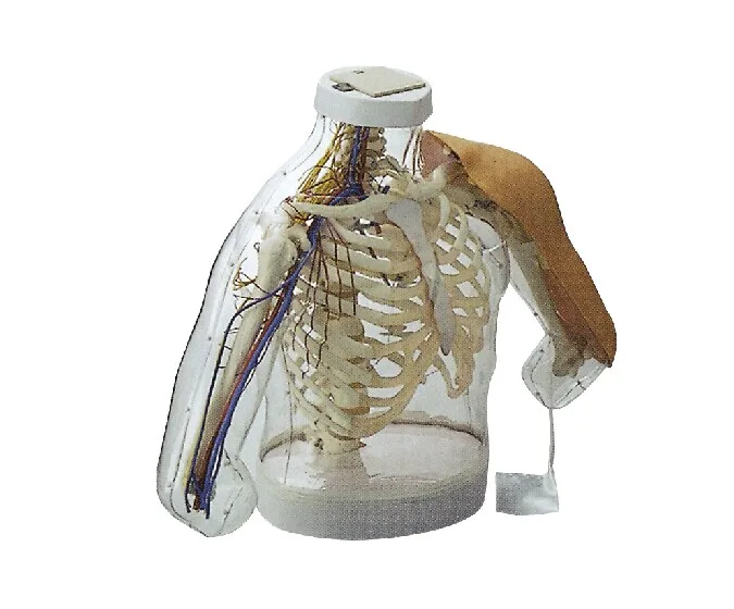 medical school fine quality functionality Upper-arm Intramuscular Injection and comparison Simulator (with Alarming System)