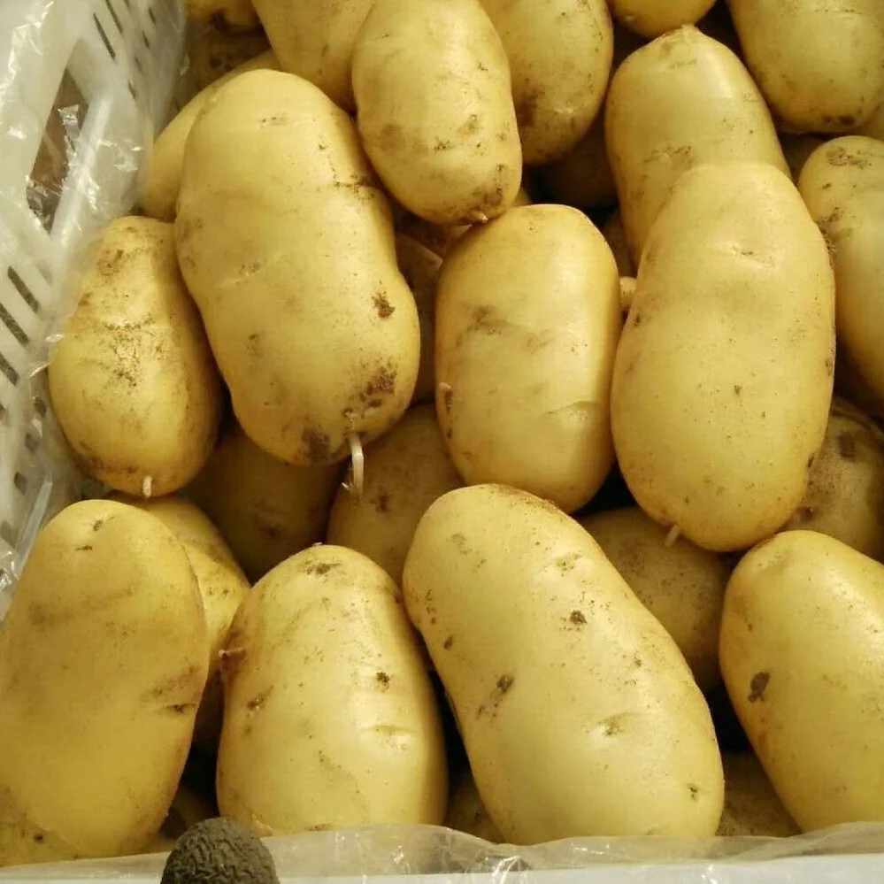 Sweet Fresh Holland Potato Seeds 2021 Price,TSPT22, sweet potato, Fresh Potato Price, Holland Potato Farms