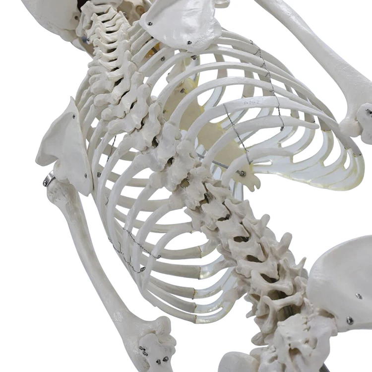 
170 cm teaching model medical skeleton model anatomical human anatomy of a human skeleton 