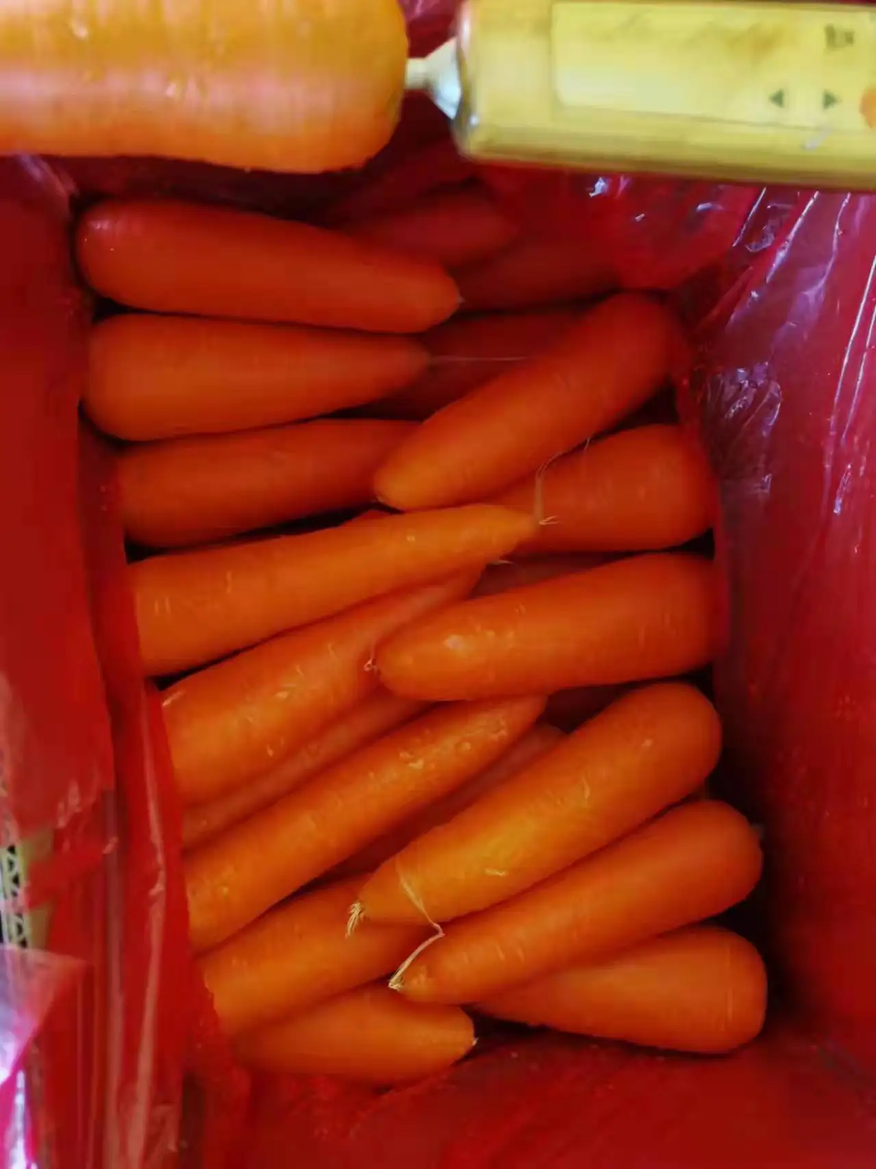 Carrot Purple Radish