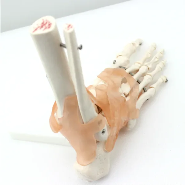 High Reproduction and Accuracy Medical Teaching Models Bone Color Human Teaching Skeleton Model of Foot Joint