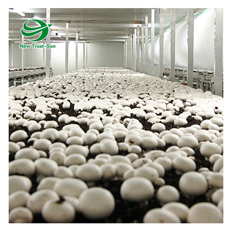
wholesale Single-Span plastic shed shading system tunnel mushroom greenhouses 