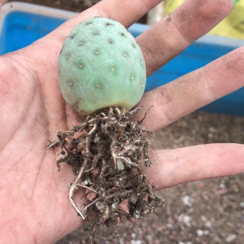 Распродажа, реалистичный мини-кактус, дракон, яйцо, кактус с сильным корнем, распродажа