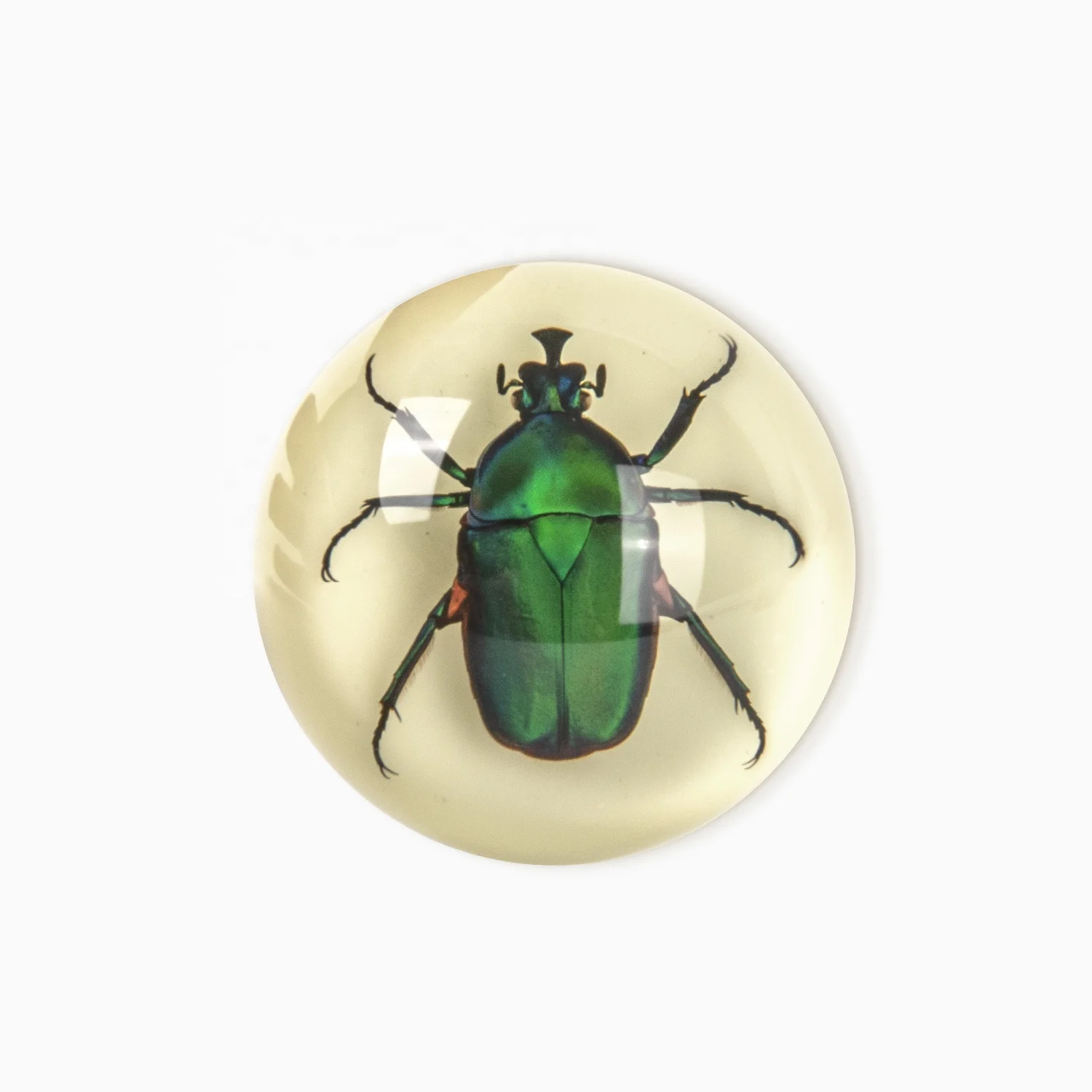 M Bug Funny Acrylic Resin Semi Circle Decoration Green Beetle Specimen