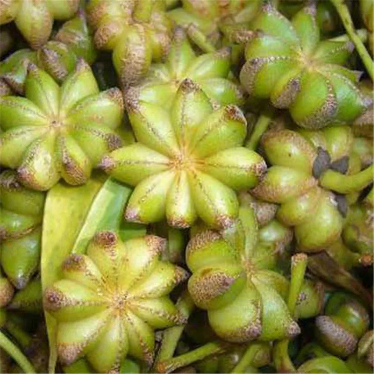 Factory Direct Wholesale Food Safety Certification Support Star Anise Iuicium Verum