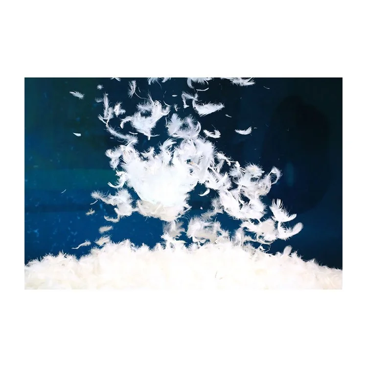 
2021 New Product Hot Sale pillow or sofa 2-4cm Filling material White Goose Feather 