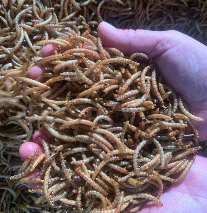 Dried Insect Protein Wholesale Dried Yellow Mealworms Pet Food Bird Food Feed Hamster Snacks
