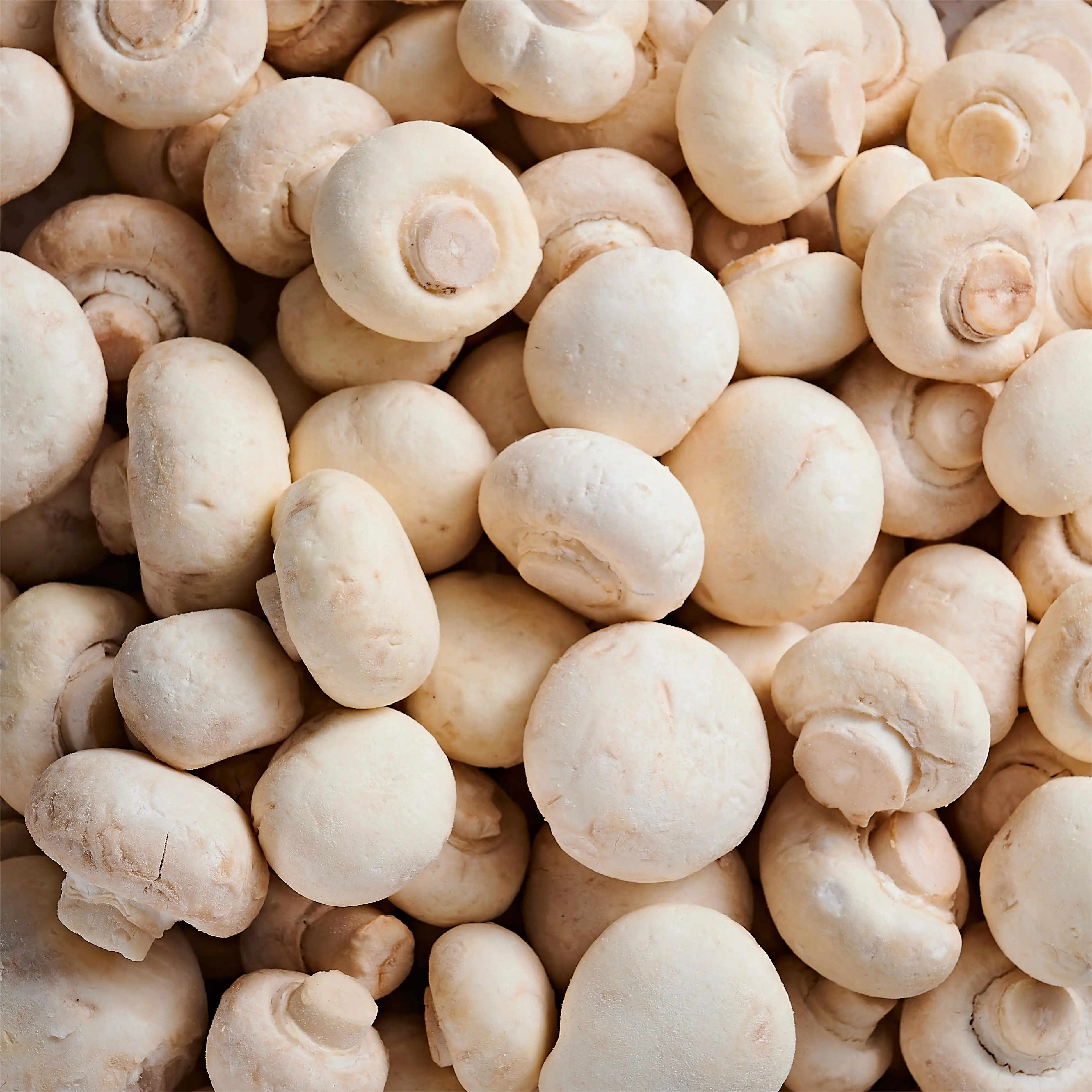 Frozen IQF Fresh Best White Champginon Button Mushroom Spawn Agaricus Bisporus Mushroom organic Freezing Bulk Wholesale price