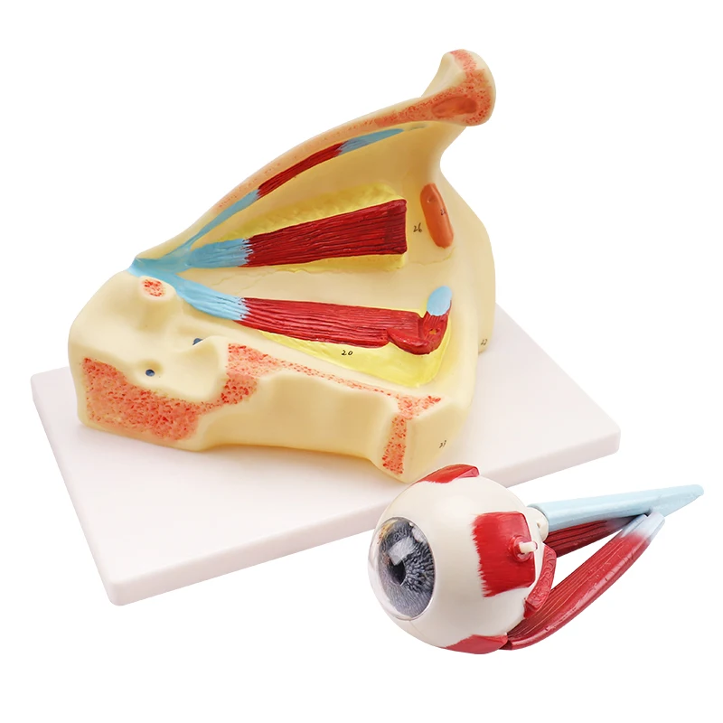 Medical Science Human Anatomical Simulation Structural PVC Eyeball Model Anatomical Model Eye Model
