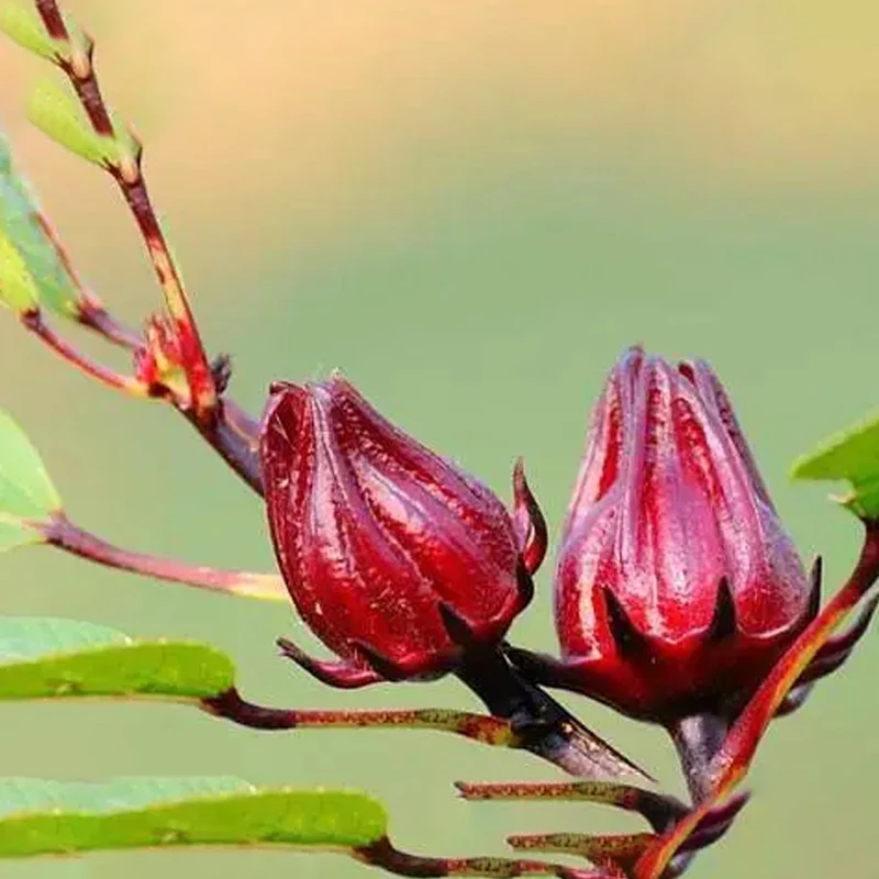 New Product Ready to Eat Vacuum Fried Dehydrated Dried Fruit Roselle Chips