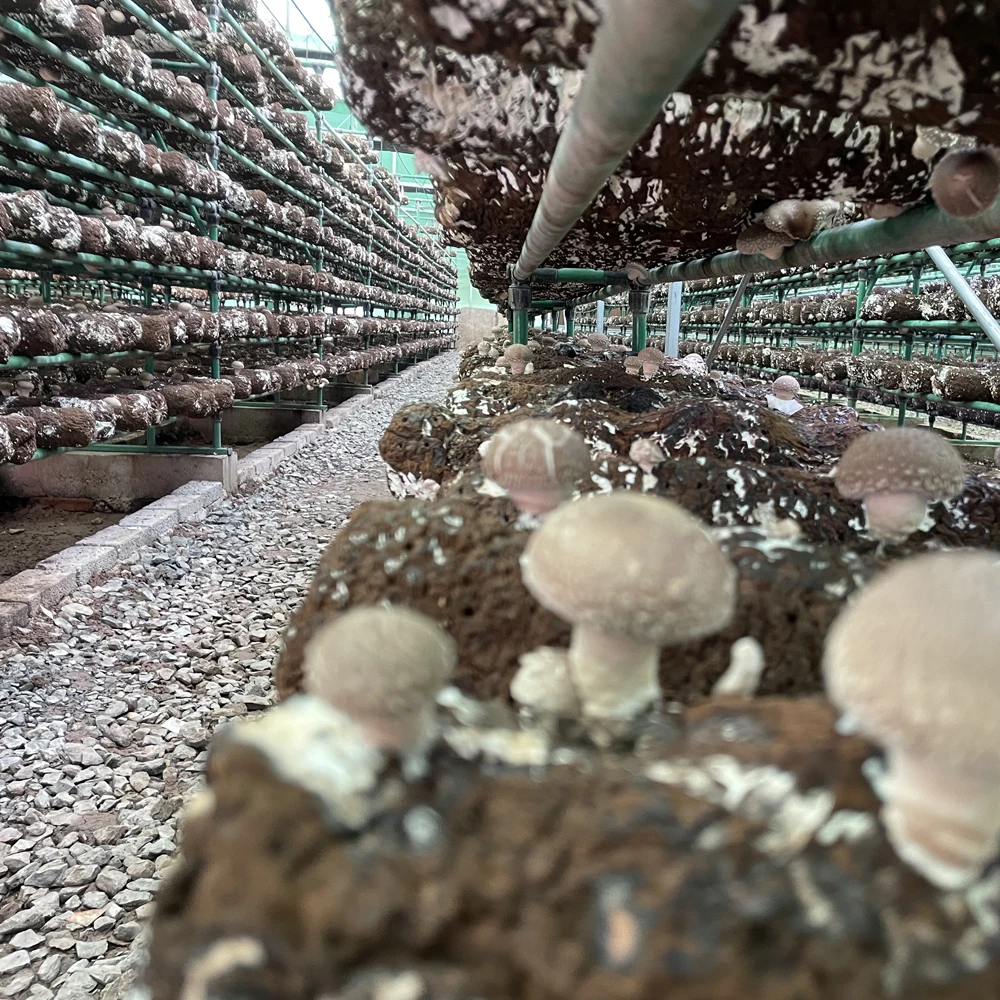 Price high quality natural Dried magic porcini mushrooms Shitake3mm