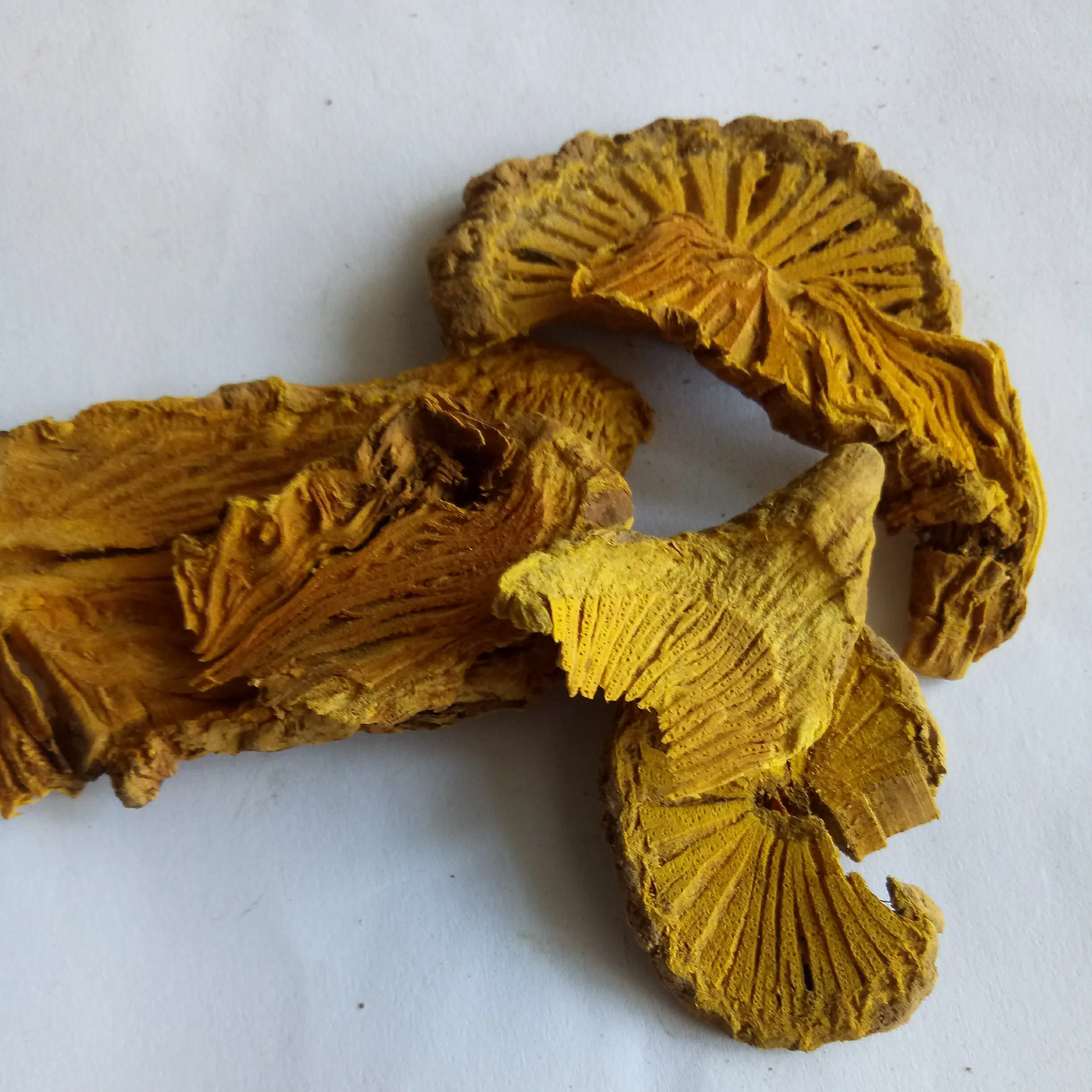 
dried botanical herb Caulis Fibraureae Common Fibraurea Stem slices 