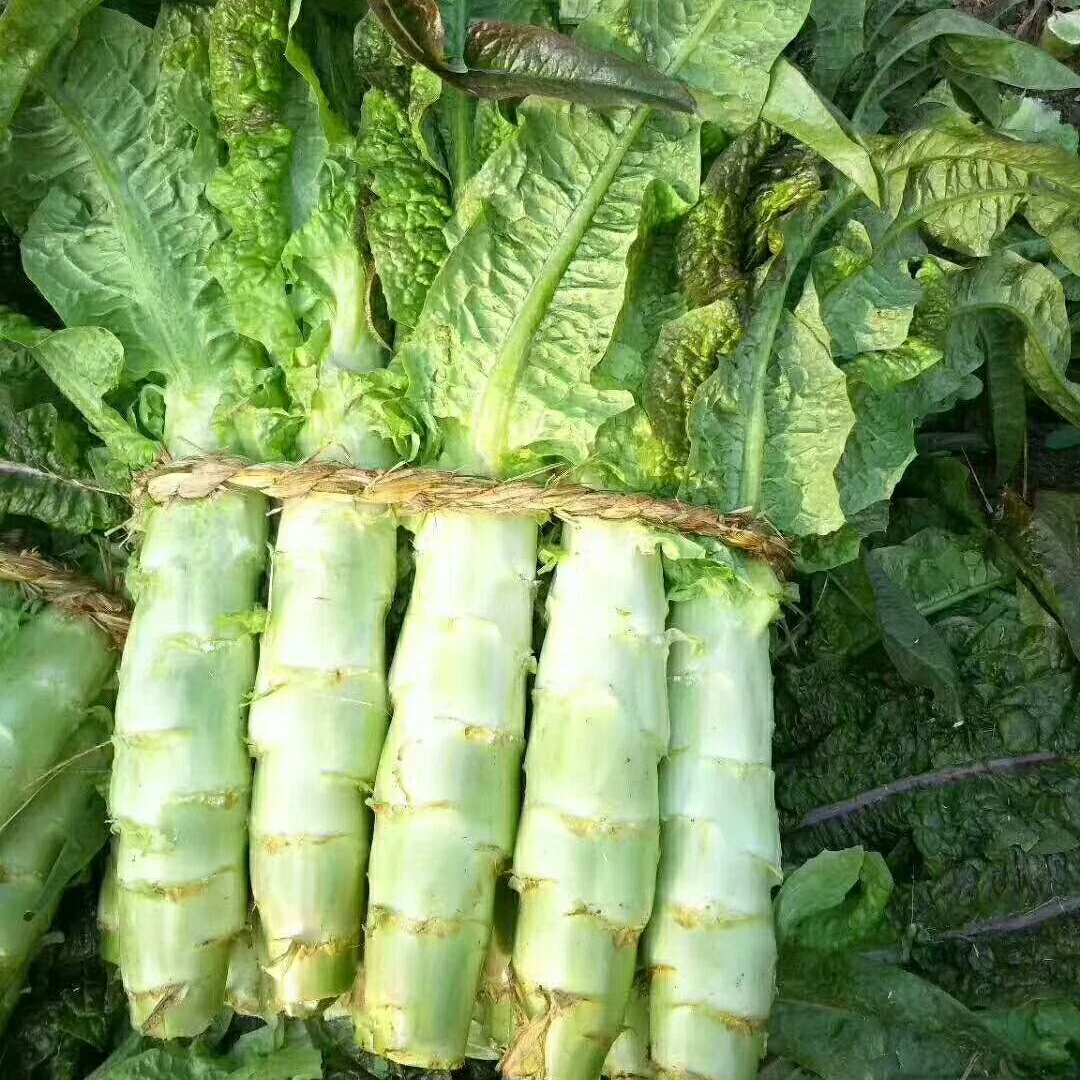 Crop 2023 fresh stem lettuce factory low price asparagus lettuce